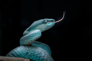snake blue on a branch Trimeresurus insularis. Pit viper