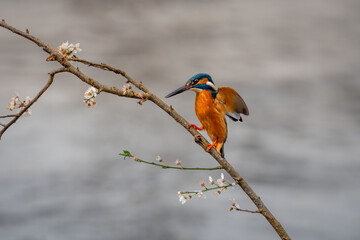 kingfisher diving from a cherry blossom