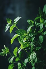 Thai herbs used in soups and stir-fries, styled for food blog layout