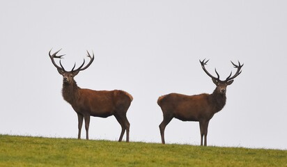 Two Red Stags stood facing away from each other.