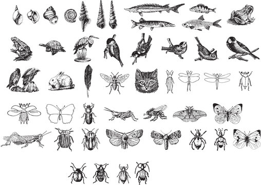 a set of black and white illustrations of various animals, vector set of animals, insects