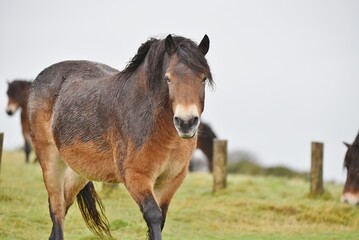 A herd of Exmoor ponies on moorland in the rain, with one coming towards the camera.