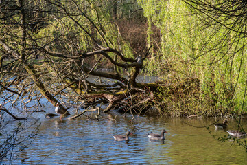 In den Berkelauen bei Gescher im Münsterland