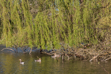 In den Berkelauen bei Gescher im Münsterland
