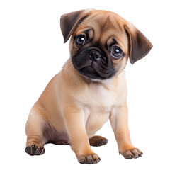 Obraz premium Adorable pug puppy sitting with expressive eyes and a playful demeanor, showcasing charm and fun in a studio setting, isolated on white background