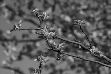 Blühender Garten im westlichen Münsterland