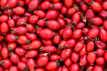 healing wild red fruits. rosehip photos.