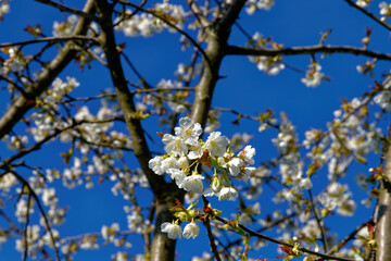Spring flowering.