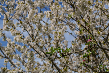 Der Frühling erwacht im westlichen Münsterland