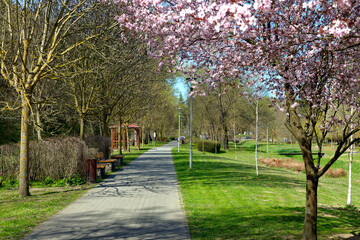 Spring flowering.