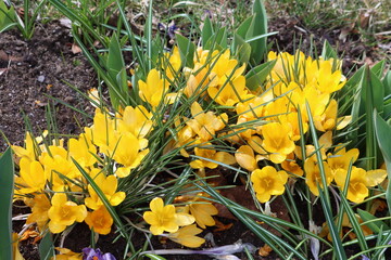 Sweden. Crocus flavus, known as yellow crocus, Dutch yellow crocus or snow crocus, is a species of...