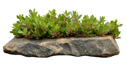 PNG of A vibrant cluster of green foliage with purple accents growing atop a textured stone slab.