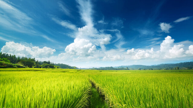 asian landscape of rice field with blue sky cloud, agriculture 