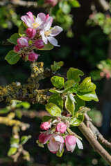 Blütenpracht in einem münsterländischen Garten
