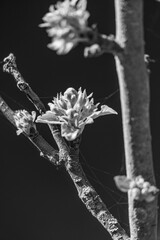 Blütenpracht in einem münsterländischen Garten