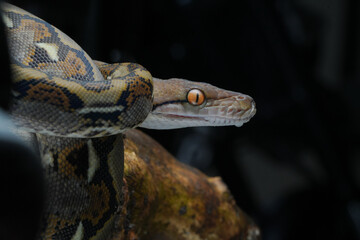 close up of a python