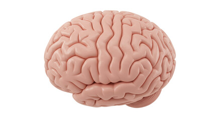 Isolated Human Brain