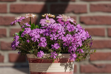 Blütenpracht in einem münsterländischen Garten
