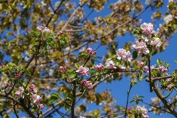 Blütenpracht in einem münsterländischen Garten