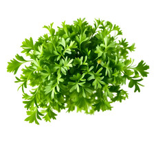 Obraz premium Vibrant chopped dry parsley leaves floating mid-air, isolated on crisp white background, ultra-realistic, clipping path included, perfect for food packaging and culinary design