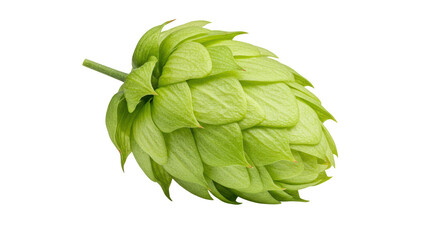 Isolated Hop Cone
