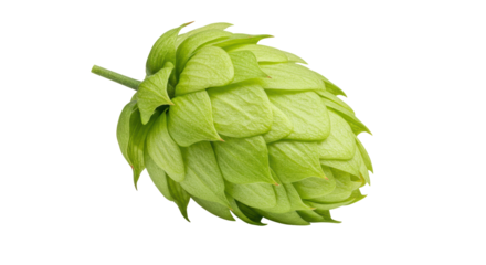 Isolated Hop Cone