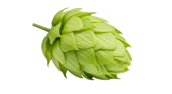 Isolated Hop Cone