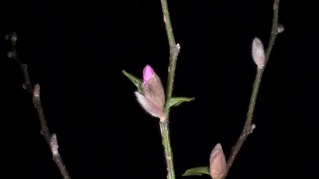 pink star magnolia magnolia stellata rosa time lapse
