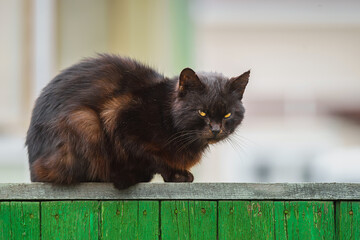 black cat perched on fence post