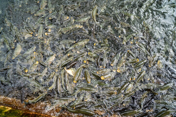 Sanliurfa-Turkey. Sacred Fish Pool with sacred carp fish. Close-up of carp fish. Legendary lake.