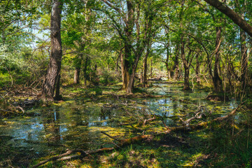 Bursa Karacabey Longozu. Nature view in flooded forest. Dried trees and broken branches, many bushes on the water, reflection on the water.