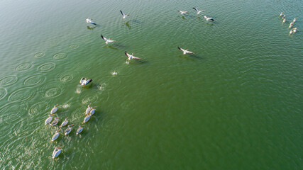 Manyas, Balikesir . White pelicans having fun in Manyas Bird Lake. Aerial view with drone. Balikesir, Turkey.