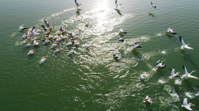 Manyas, Balikesir . White pelicans having fun in Manyas Bird Lake. Aerial view with drone. Balikesir, Turkey.