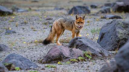 Parco del Cotopaxi Ecuador