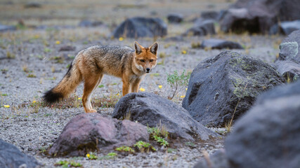 Parco del Cotopaxi Ecuador
