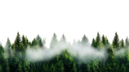 PNG of Lush green forest shrouded in mist, creating a serene and tranquil atmosphere.