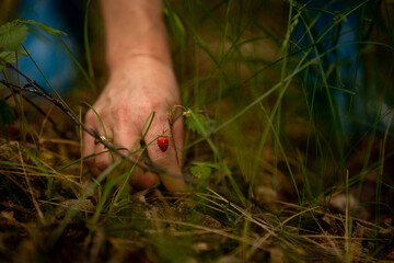 Woman collecting wild berries and plants in forest on summer day. Female enjoying leisure, healthy eating and natural lifestyle outdoors