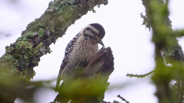 Alert Female Ladder-backed Woodpecker Drumming on Dead Branch