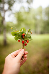 Closeup of wild strawberry bouquet in female hands with green forest background. Handpicked wild strawberry bunch closeup on natural blurred outdoor background