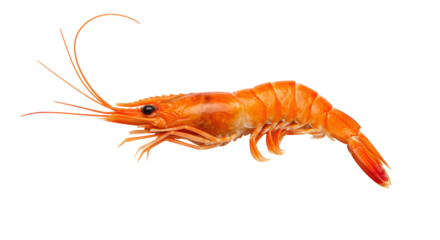 Isolated Shrimp