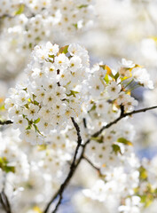 Fototapeta premium Vogelkirsche