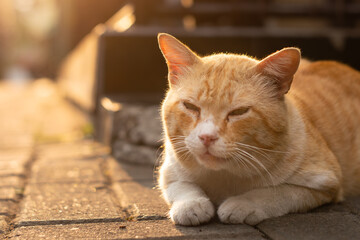 An orange cat on the street under the warm afternoon sunlight, creating a peaceful and cozy atmosphere. Relaxed cat, golden hour, comfort, tranquility, relaxation, nature, and freedom.
