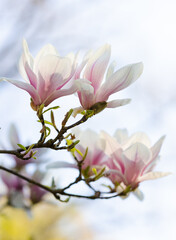 Obraz premium Magnolienblüten