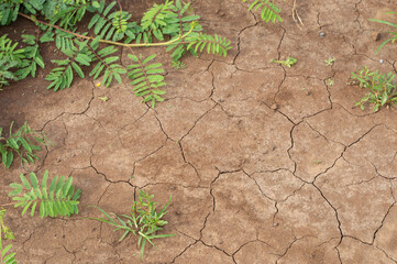 Dry cracked soil with Mimosa pudica and wild grass, showing drought and climate change impact.