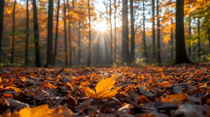 Autumn forest floor, sun rays (1)