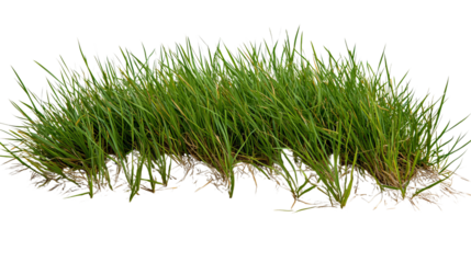 PNG of Vibrant green grass clump showcasing lush blades in bright natural light.
