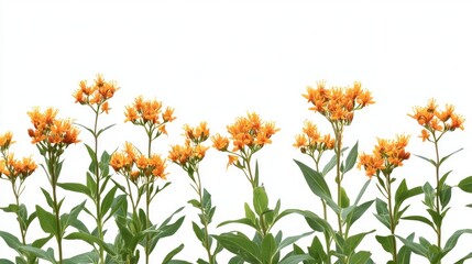 Obraz premium Orange flowers, isolated, white background, floral border, design element