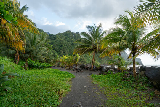 Beach outside of Grand'Rivi&egrave;re on Martinique in the Caribbean with clouds and palm trees.