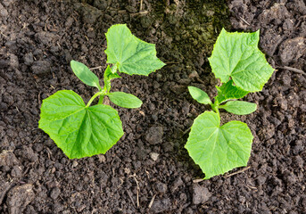 Sprout of a cucumber. Cucumber seedling.