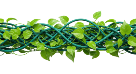 Isolated Green Vine Plant